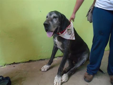 pornor mulher com cachorro|cão engatado & cachorro fica engatado com a mulher .